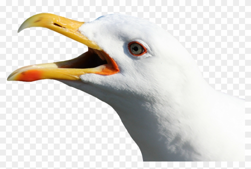 Seagull Cliparts 7, Buy Clip Art - Transparent Bird Head #325863