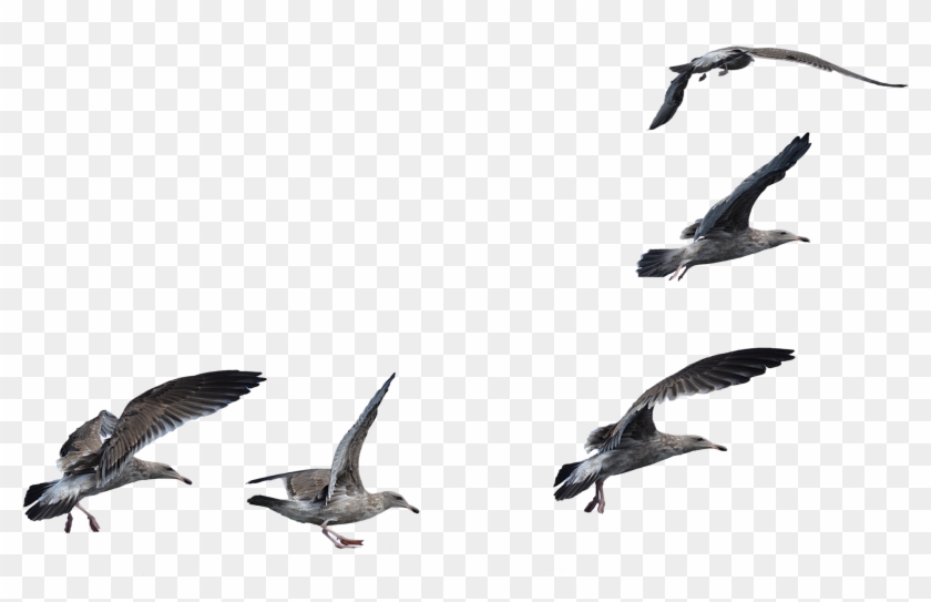 Download Png Image Report - A Flock Of Seagulls #325871