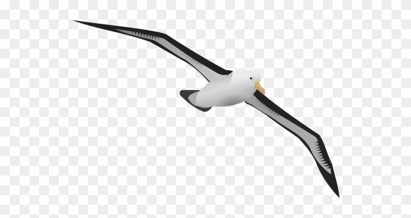 Sea Bird Clipart Albatross - Альбатрос Пнг #325872