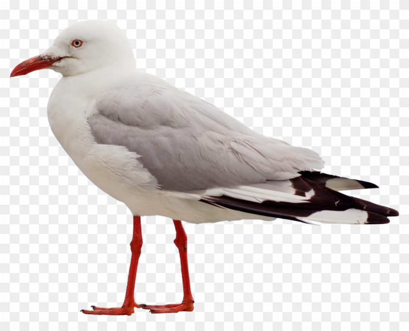 Seagull Png - Seagull Side View #325877