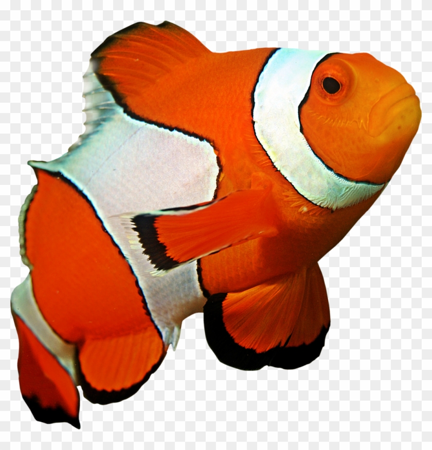 Clown Fish By Hrtddy Clown Fish By Hrtddy - Clownfish Png #326391