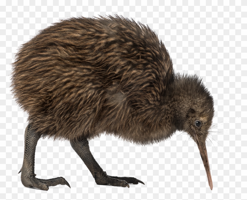 Kiwi Bird Png Image - Kiwi Bird Png #327398