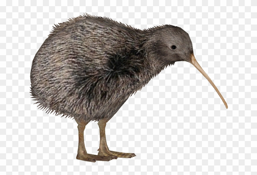 If We Put In The Effort We Can Save The Rowi Kiwi Species - Zt2 Kiwi #327472