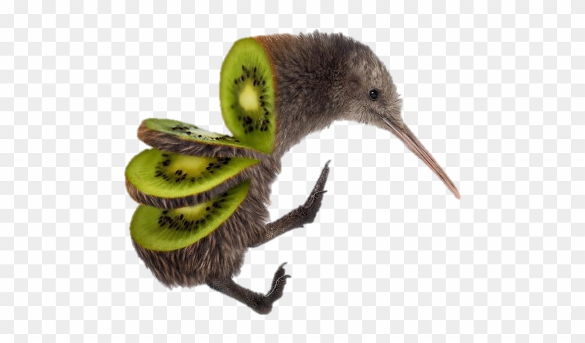 Kiwi Bird - Native New Zealand Animals #327478