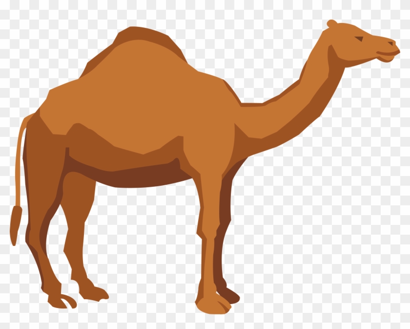 Dromedary Apache Camel Illustration - Camel #328329