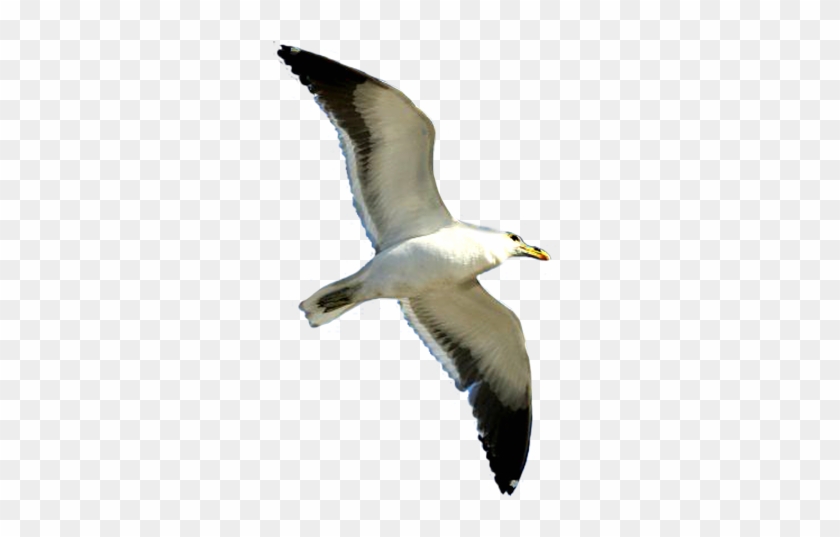 Seagull Clip Art Image Famclipart - Sea Birds White Background #328620