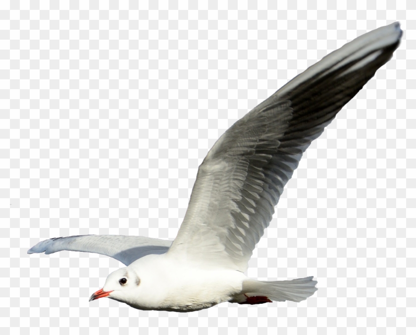 Seagull Clipart Png - Seagull With No Background #328628