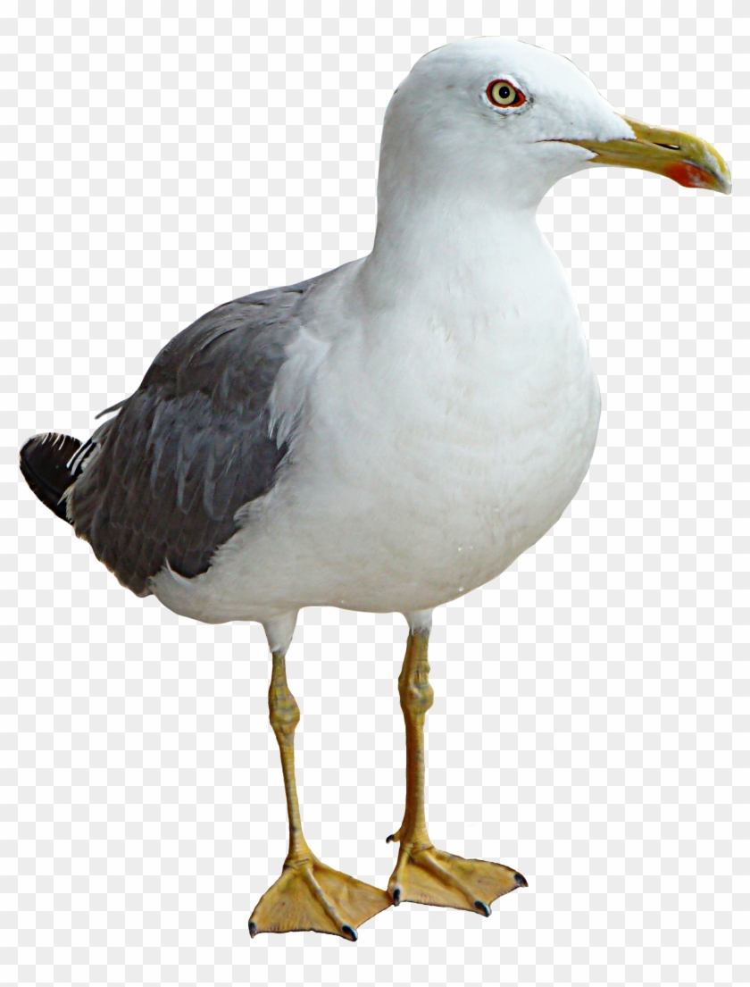 Seagull Png #328654
