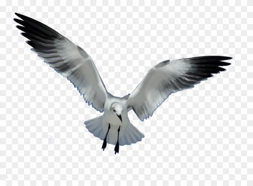 Great Work Clip Art Download - Seagull Png #328662