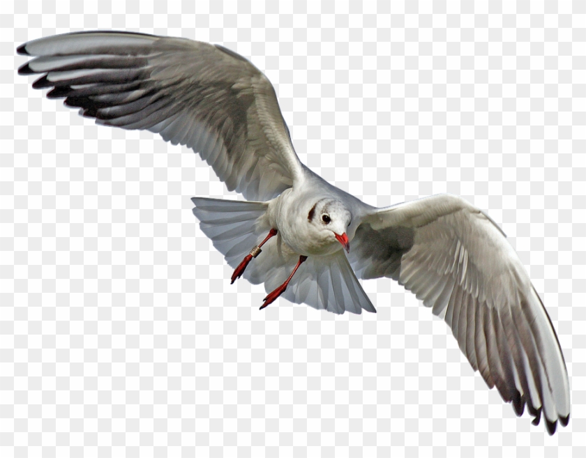 Seagull Cliparts 10, Buy Clip Art - Sea Birds No Background #328669