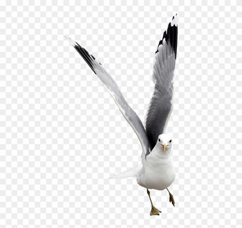 Seagull Graphics 27, Buy Clip Art - Sea #328672