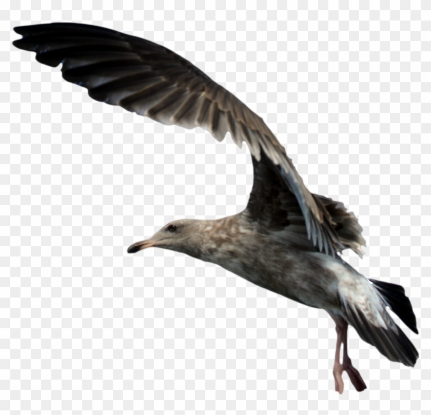 Fun At Work Clipart - Seagull Png #328679