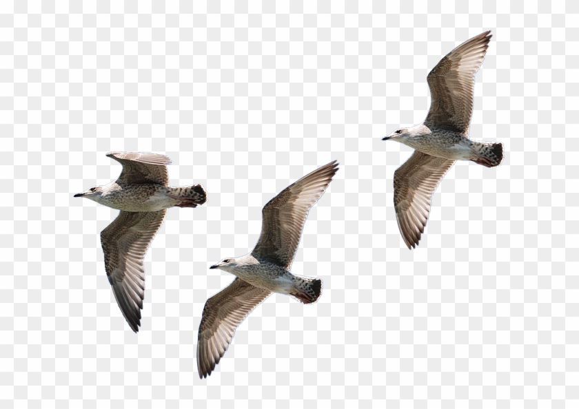 Seagull Graphics 22, Buy Clip Art - Birds Flying No Background #328683