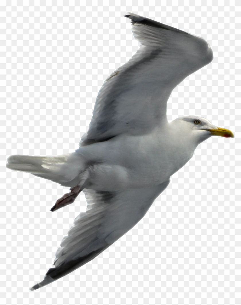 Download - Seagull Png #328691