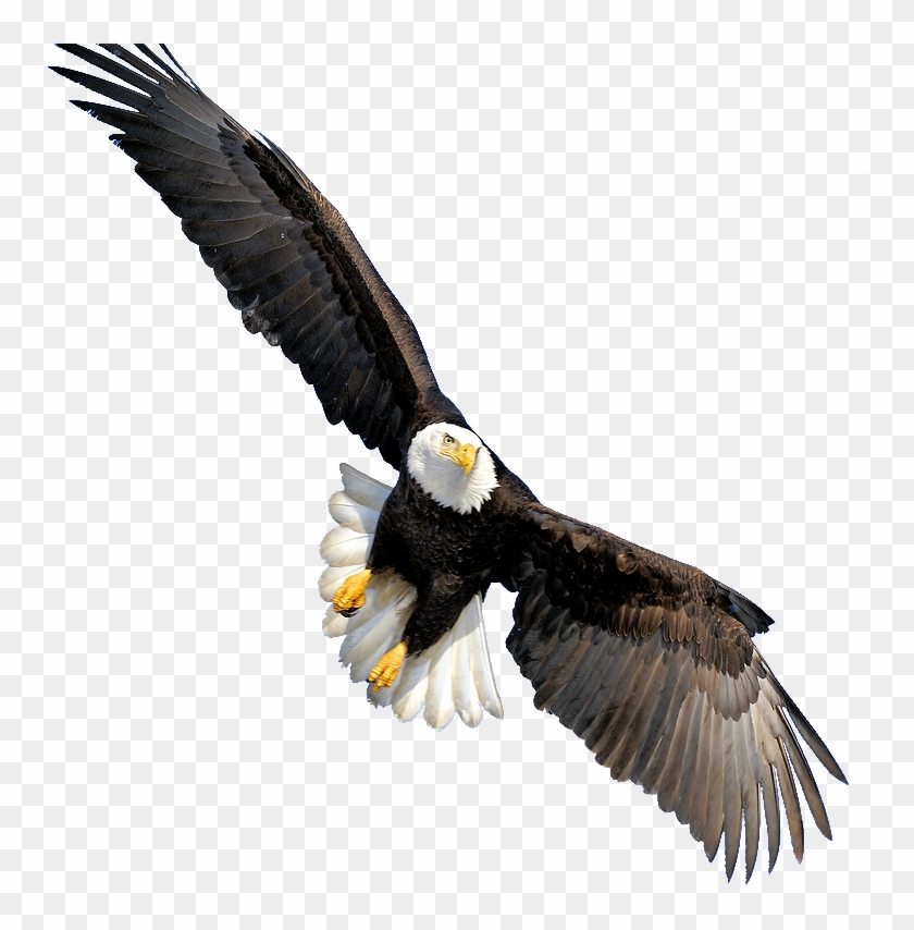 Bald - Bald Eagle Flying Transparent #328710