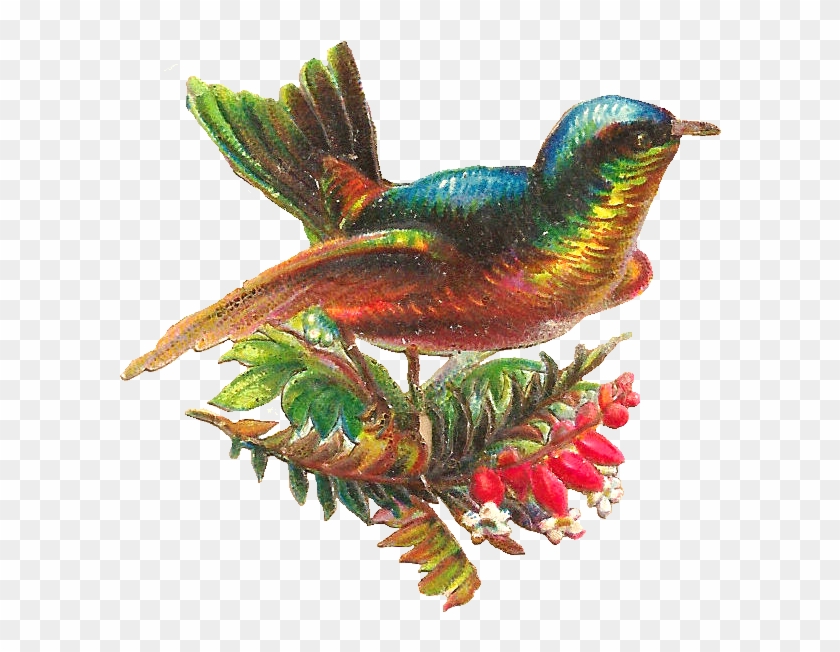 Free Digital Bird Clip Art - Vintager Bunter Vogel Getränkeuntersetzer #328748