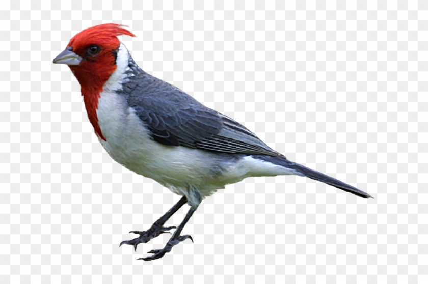 Oriole Bird Clipart - Realistic Bird Clipart #328782