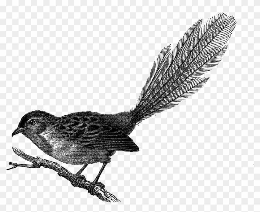 Clip Art - Eastern Kingbird #328794