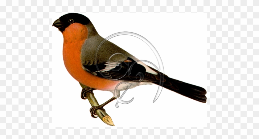 Eurasian Bullfinch Bird » Enlivendesigns - Gimpel #328814