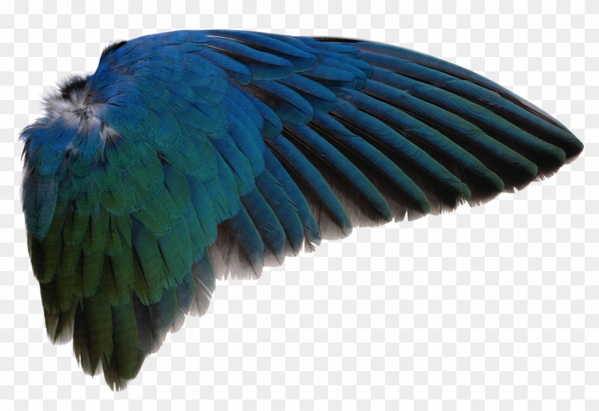 More Like Wing Png By Absurdwordpreferred - Bird Wings Png #328856