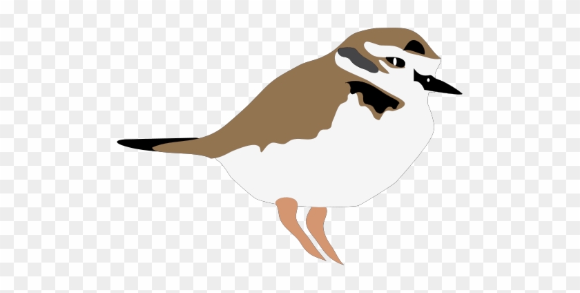 Plover Svg - Seabird #328917