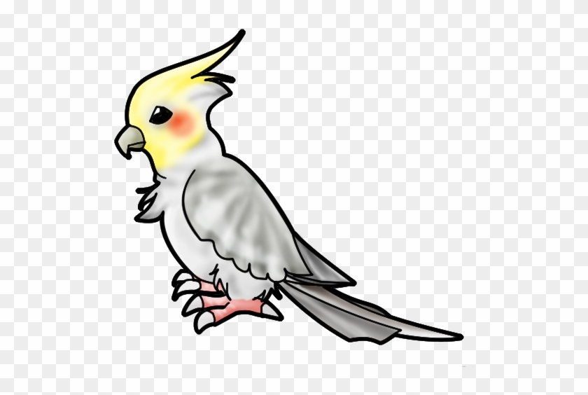 Drawn Parakeet Cocktail - Cockatiel Bird Drawing #328950