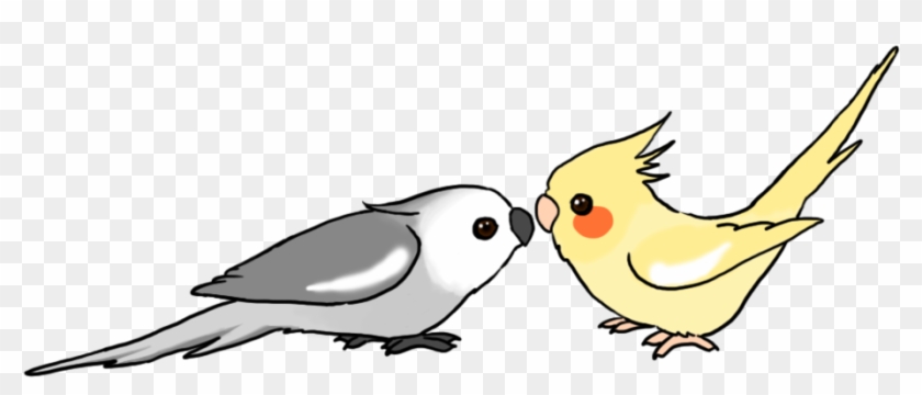 My Cockatiel Drawing - Cockatiel Drawing Cartoon #328998