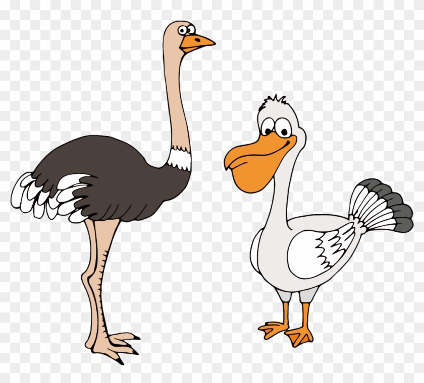 Common Ostrich Bird Gulls Cartoon Drawing - Common Ostrich - Free  Transparent PNG Clipart Images Download