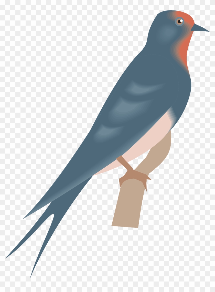 How To Draw A Bird - Swallow #329041