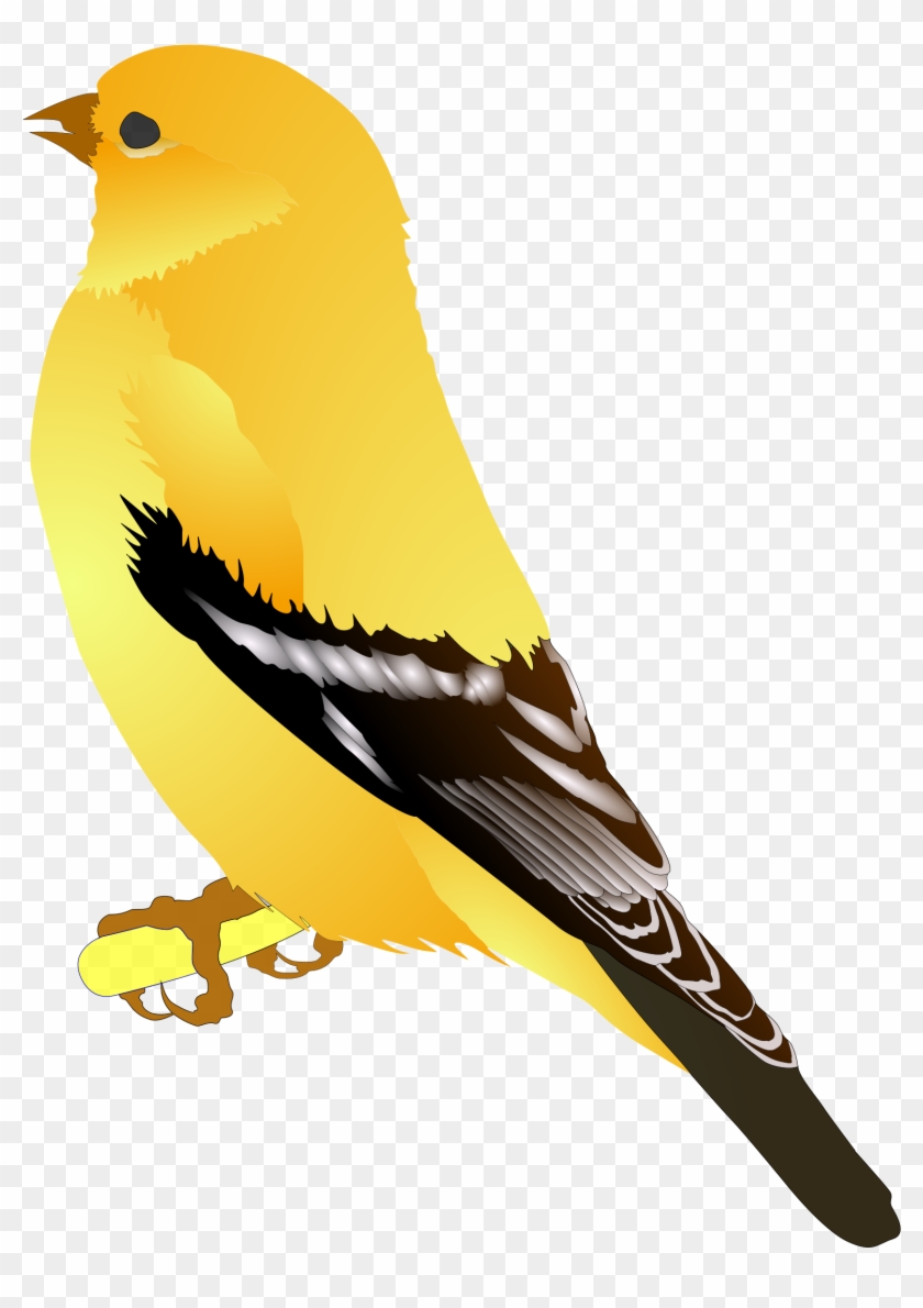 Finch Clip Art Clipart Panda - Custom Yellow Bird Shower Curtain #329058