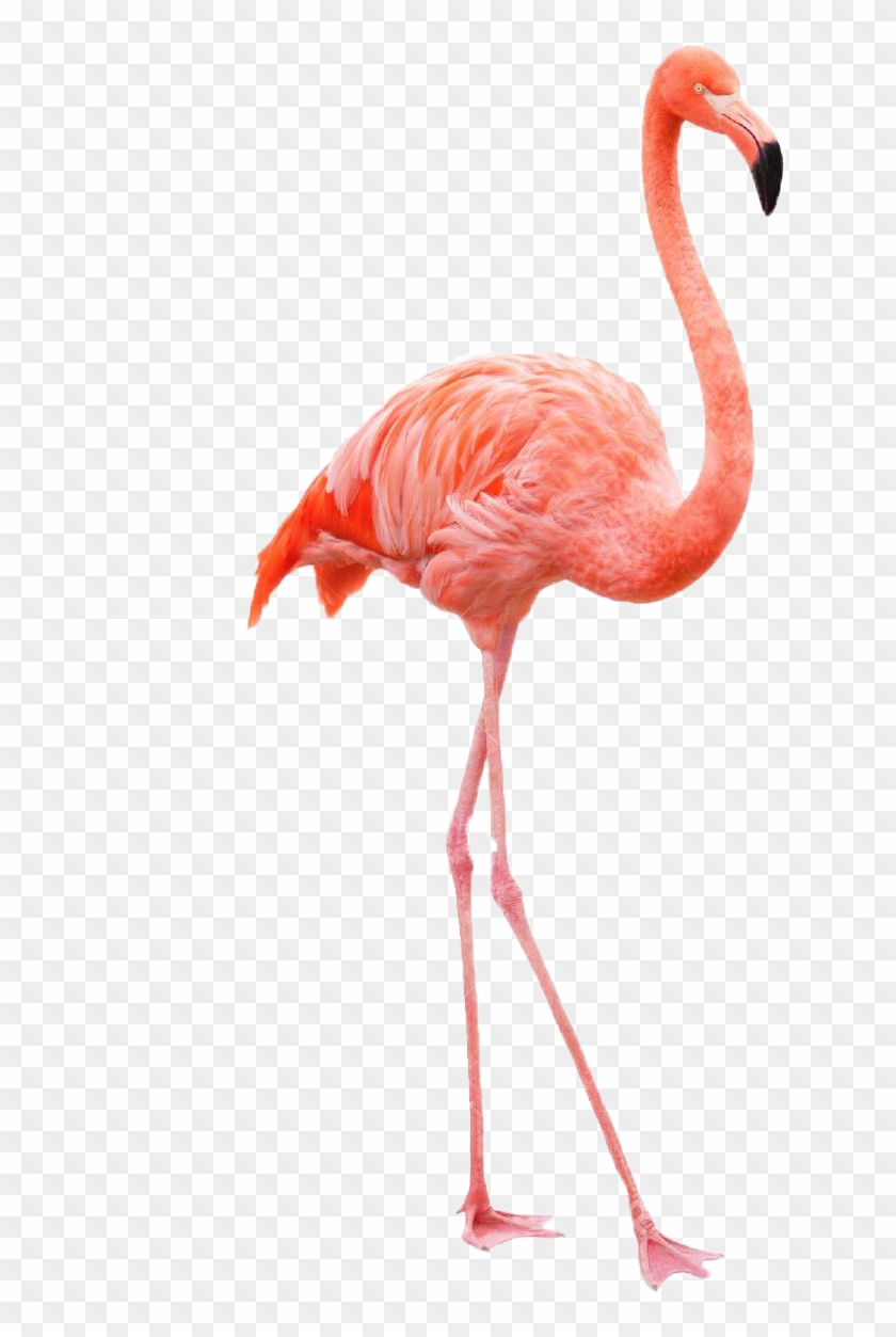 Drawing Flamingo Royalty-free Painting - Drawing Flamingo Royalty-free Painting #329111
