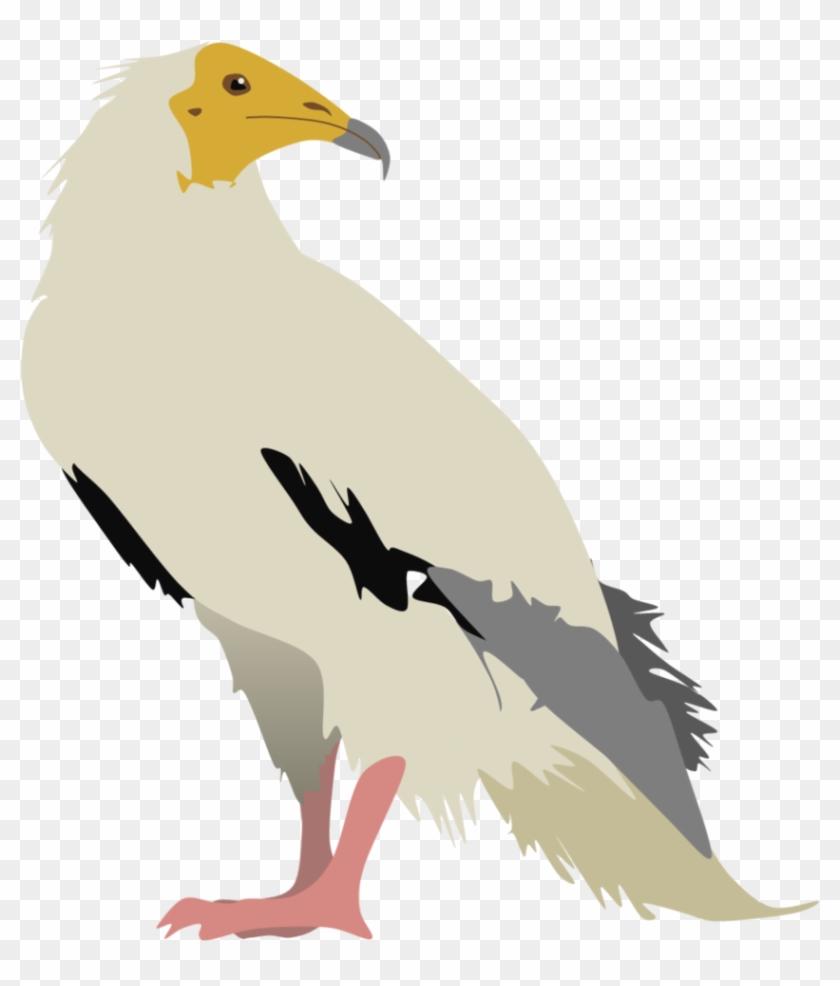 Egyptian Vulture By Adamzt2 On Deviantart - Egyptian Vulture Png #329140