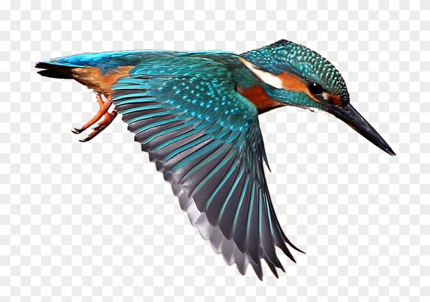 28 Collection Of Kingfisher Bird Clipart - Kingfisher Png #329154