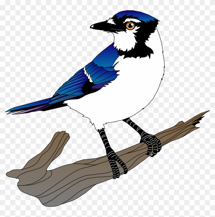 Bird 10 Free Vector - Blue Jay Bird Clip Art #329155