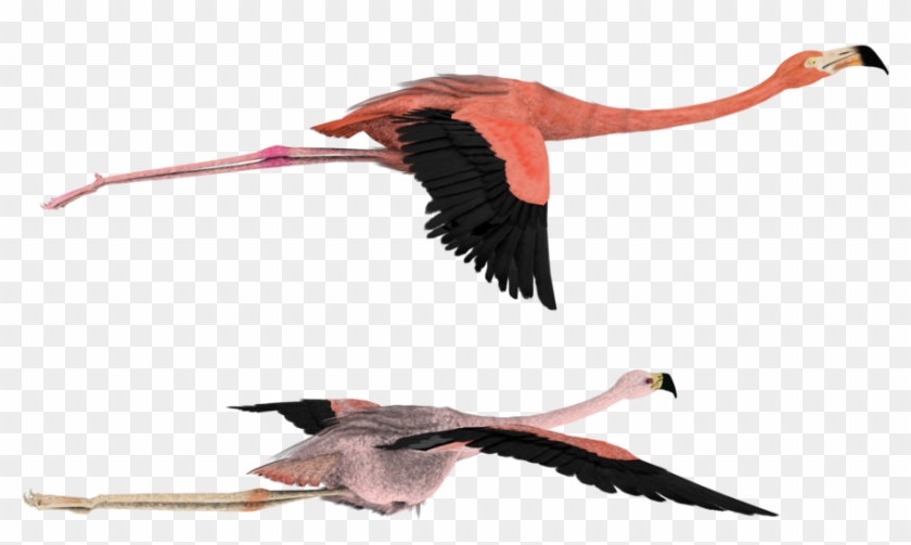 Draw - Flamingo Flying Drawing #329166