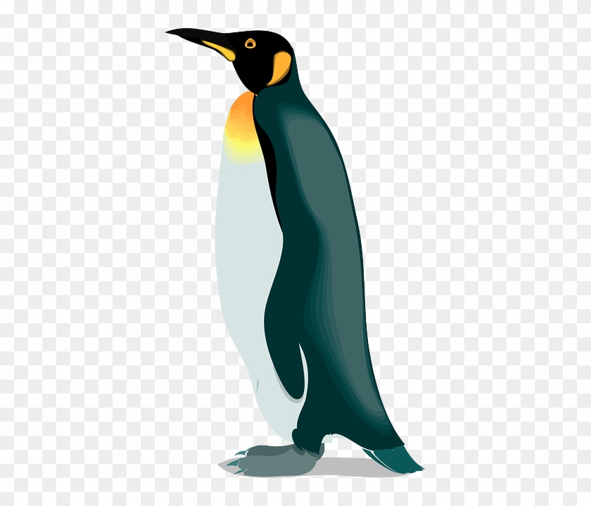 Species Penguin, Bird, Snow, Wings, Animal, Cold, Species - Emperor Penguin Clipart #329169