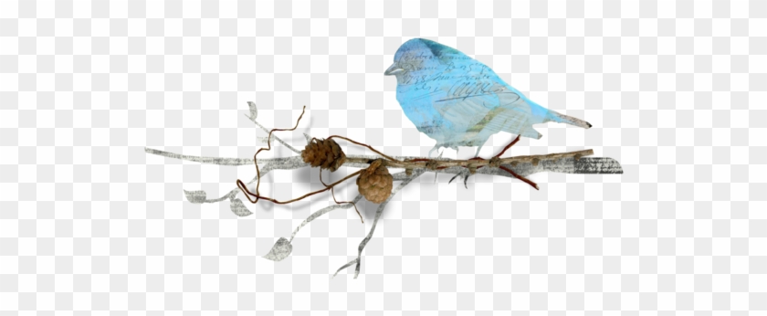 Mountain Bluebird #329245