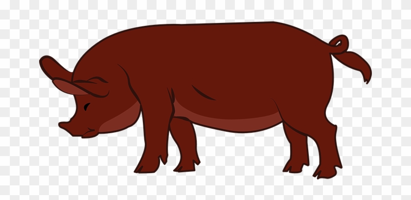 Pig, Livestock, Animal, Hoofed, Farm - Drawings Of Duroc Pig #329491