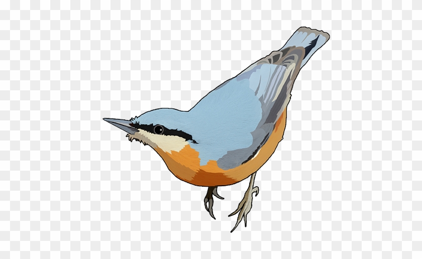 Seed Mix - Nuthatch #329528