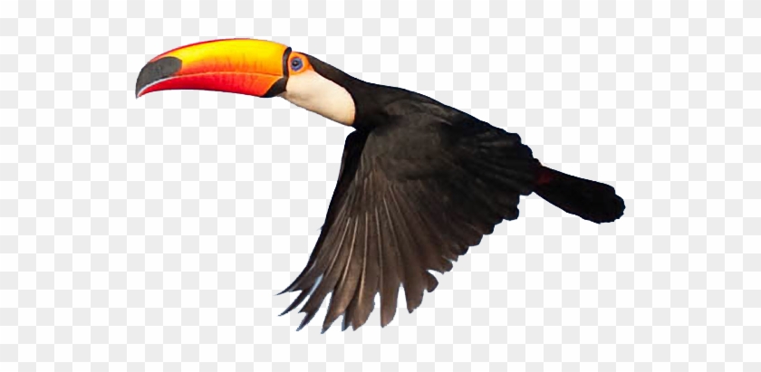 Red-tailed Hawk Clipart Transparent - Real Toucan Png #329576