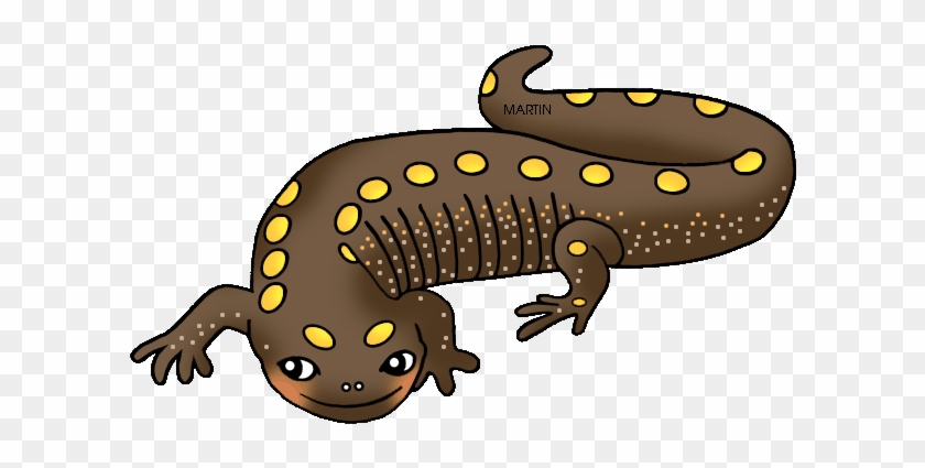 Salamander Clipart Amphibian - Clipart Salamander #329579