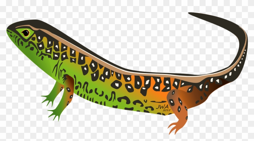 Sand Lizard Clipart - Cartoon Images Of Amphibians #329581