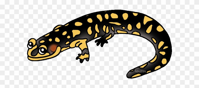 Salamander Clipart Amphibian - Salamander Clipart #329583