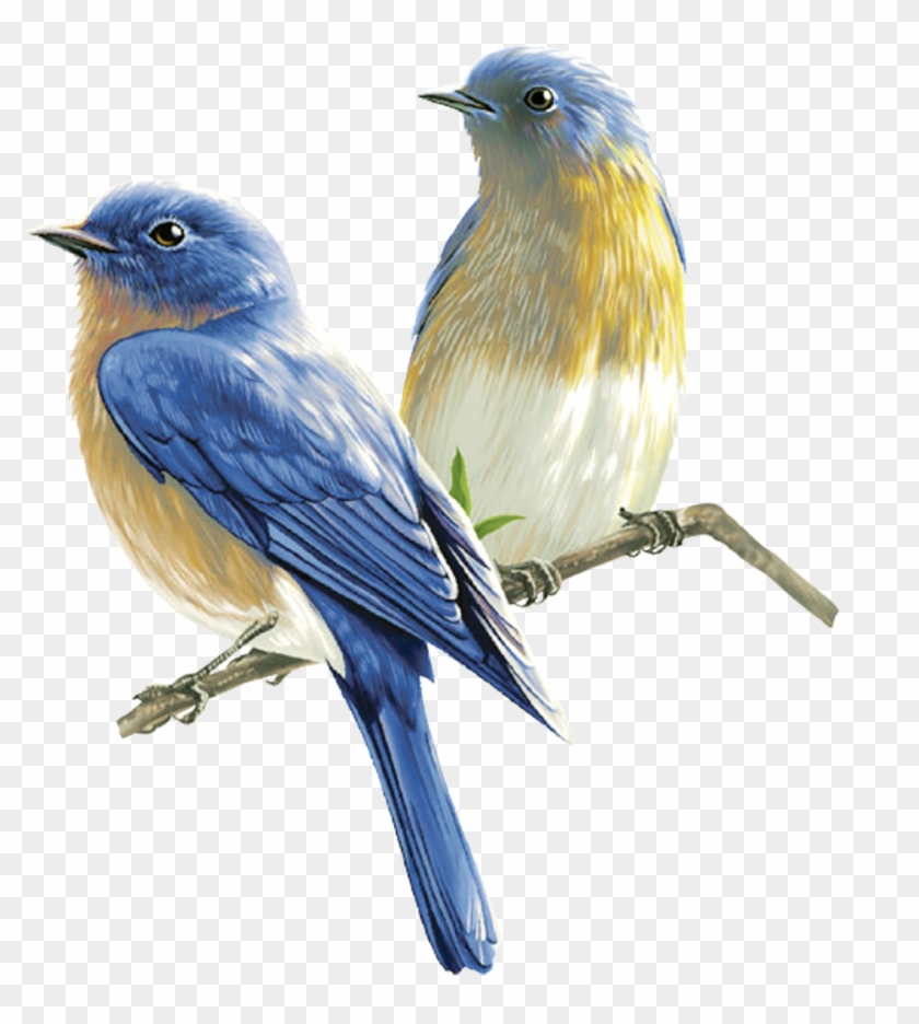 Passaro Png - Pesquisa Google - Song Bird Transparent #329724