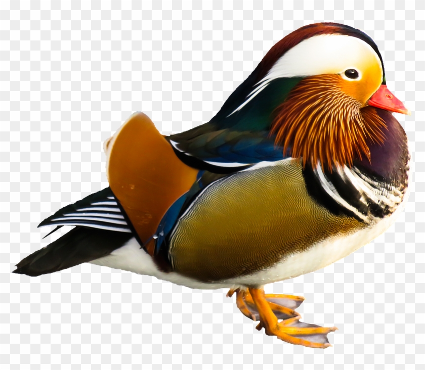 Most Beautiful Birds In The World - Mandarin Duck Png #329737