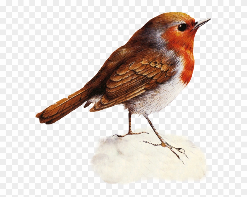 Rose Art - European Robin #329741