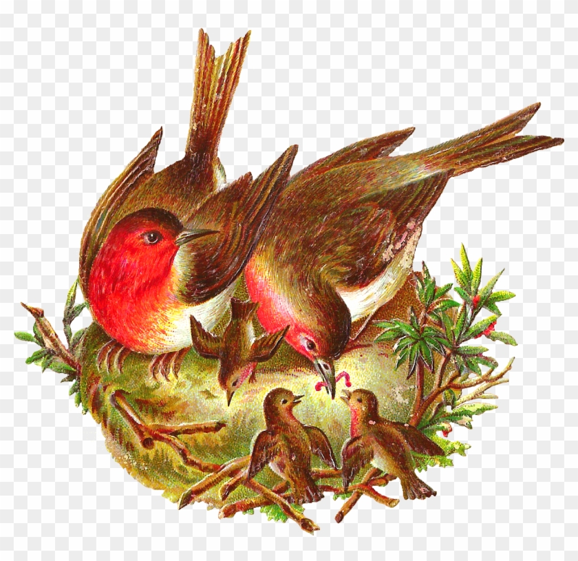 This Is An Amazing Bird Digital Graphic I Created From - Bird With Nest Png #329764