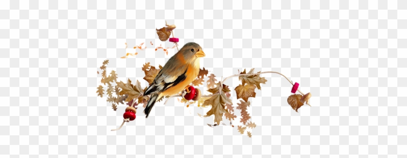 Bird - Merci Avec Des Oiseaux #329771