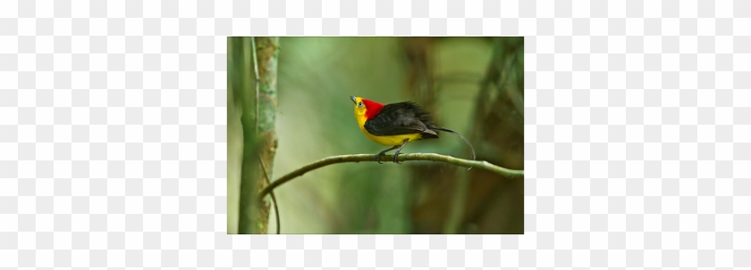 The Wire-tailed Manakin, On His Display Perch, Courts - Red Capped Long Tailed Manakin Dance Gif #329773
