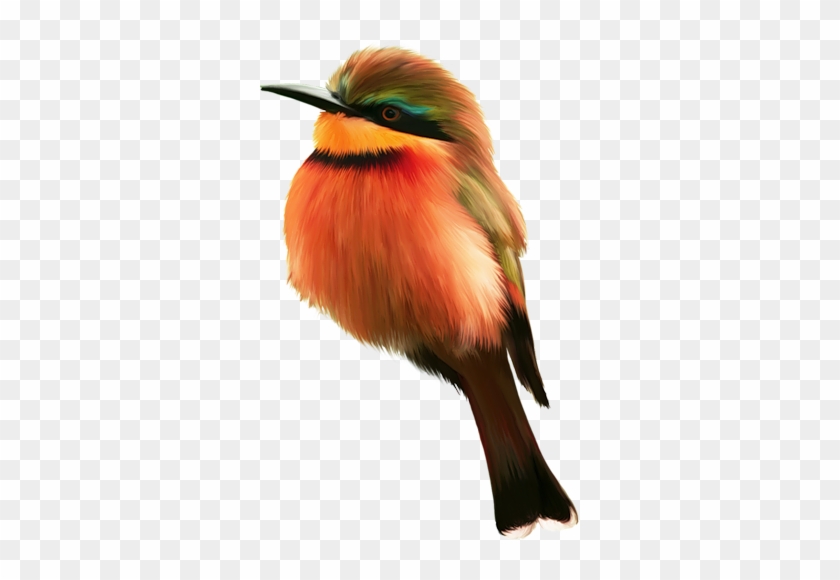 Collage - Bird #329780